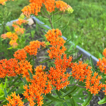 Butterfly Weed