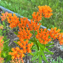 Butterfly Weed
