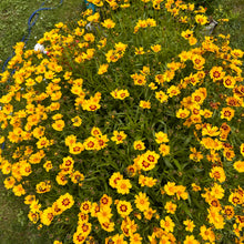 Lights of Morden Coreopsis Mix