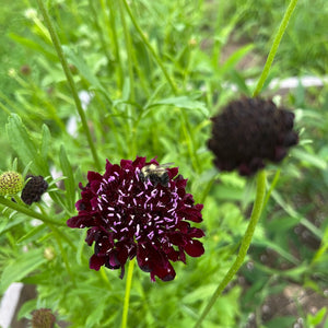 Mourning Bride Scabiosa