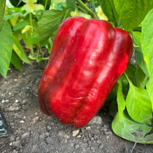 California Wonder Pepper