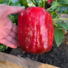 California Wonder Pepper