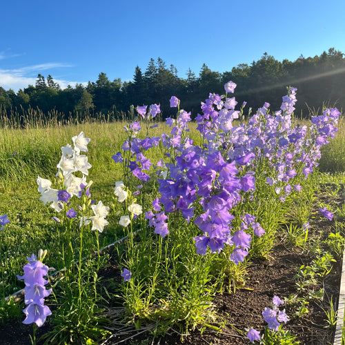 Canterbury Bells Mix