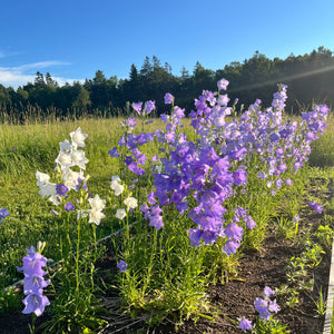 Canterbury Bells Mix