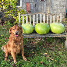 Canteen Gourd