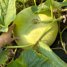 Canteen Gourd