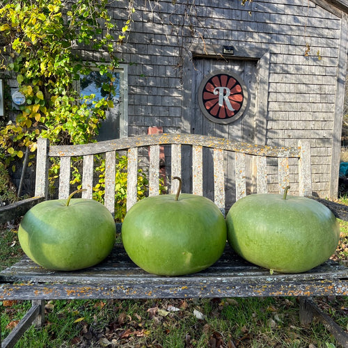 Canteen Gourd