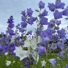 Canterbury Bells Mix