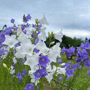 Canterbury Bells Mix