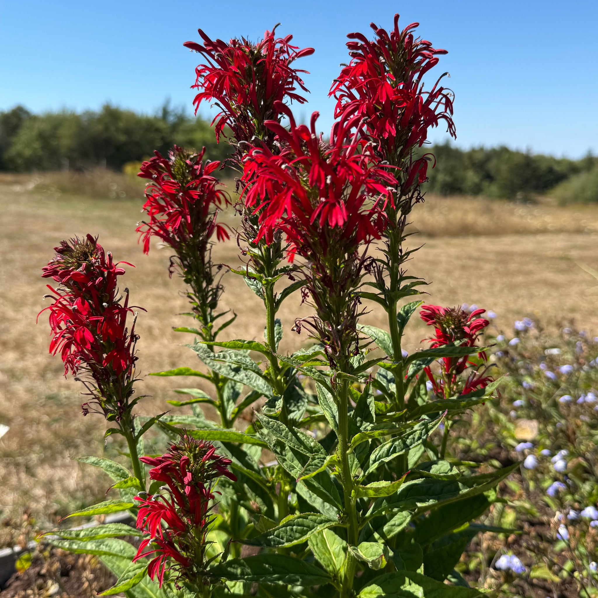 planting cardinal flower seeds Cardinal Flower – Revival Seeds