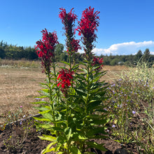 Cardinal Flower