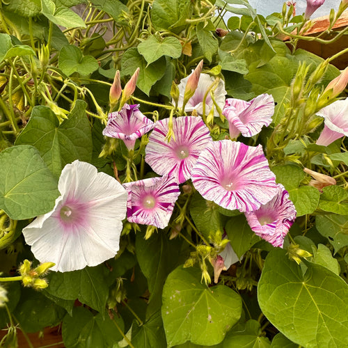 Carnival Morning Glory