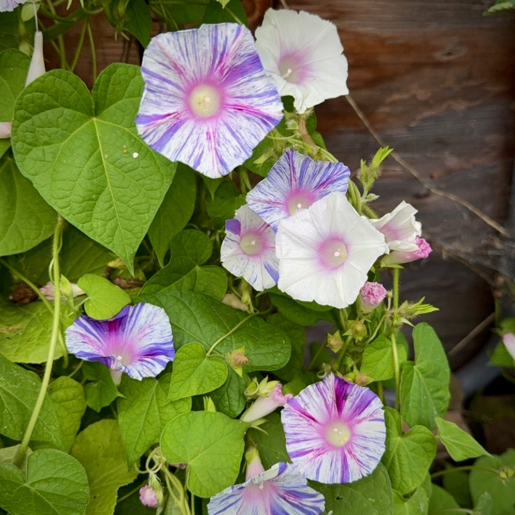 Carnival Morning Glory