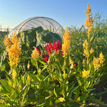 Century Plume Mix Celosia