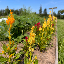 Century Plume Mix Celosia
