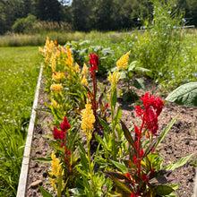 Century Plume Mix Celosia