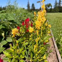 Century Plume Mix Celosia