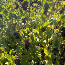 Honeywort Cerinthe