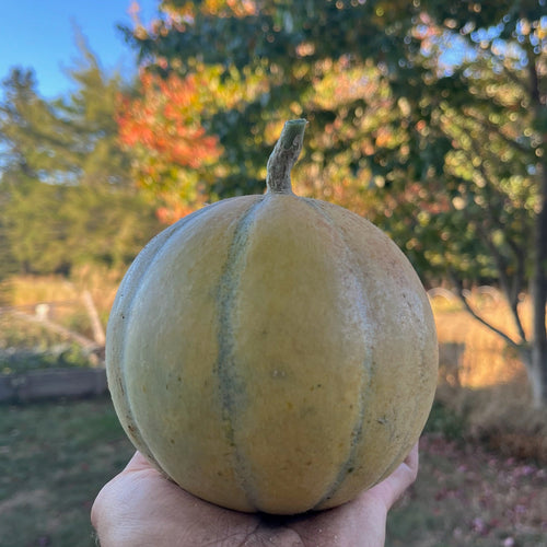 Charentais Cantaloupe