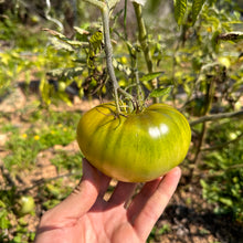 Green Cherokee Tomato