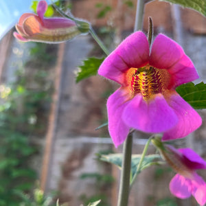 Chinese Foxglove