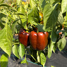 Chocolate Brownie Sweet Pepper