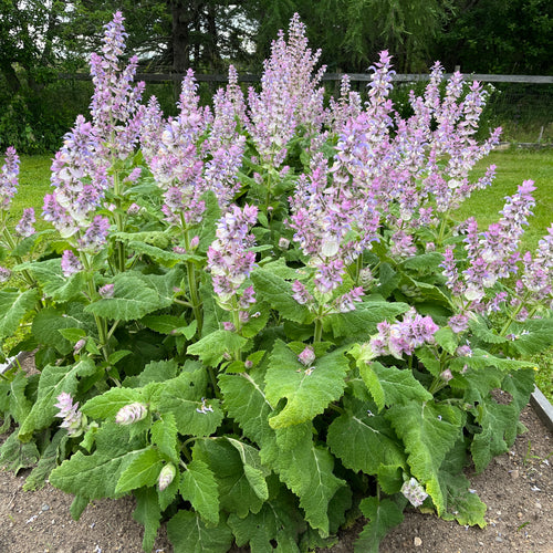 Clary Sage