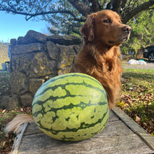 Clay County Yellow Watermelon