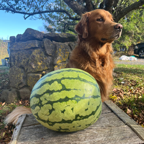 Clay County Yellow Watermelon
