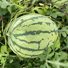Clay County Yellow Watermelon