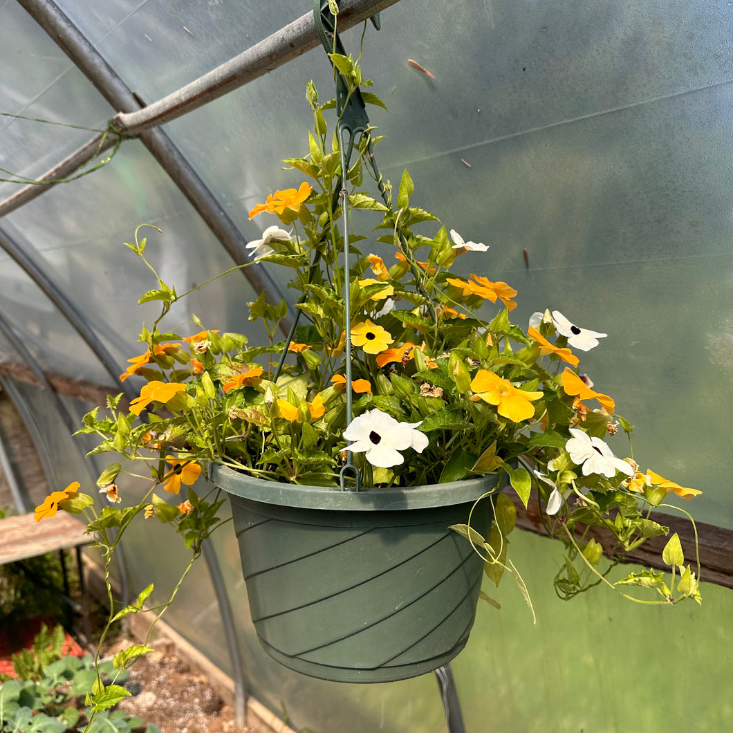 Clock Vine (Black-Eyed Susan Vine)