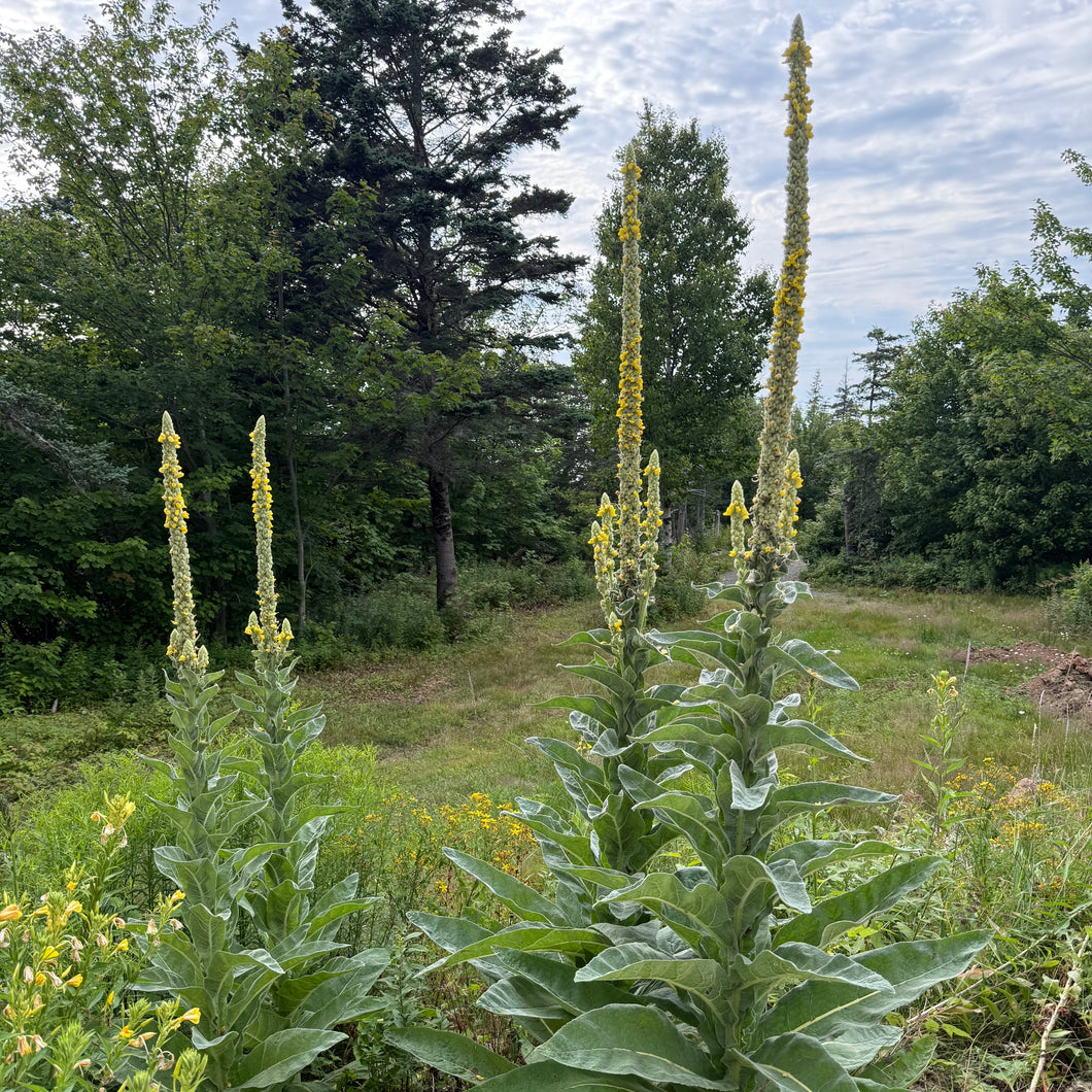 Common Mullein
