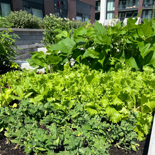 Apartment Gardening