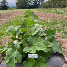 Costata Romanesco Zucchini