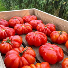 Heirloom Tomato