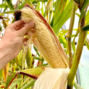 Country Gentleman Sweet Corn