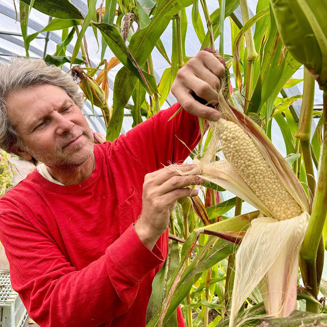 Country Gentleman Sweet Corn