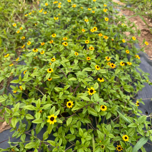 Creeping Zinnia