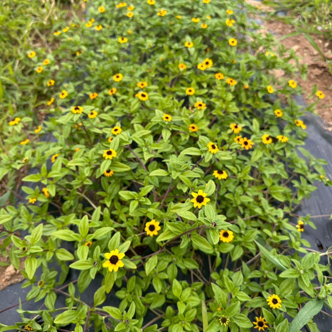 Creeping Zinnia