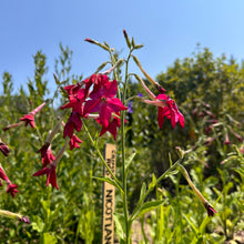 Crimson Red Nicotiana