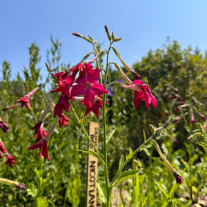 Crimson Red Nicotiana