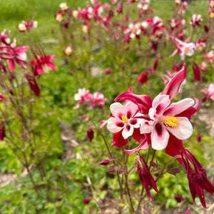 Crimson Star Columbine