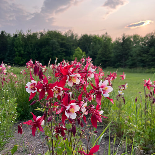Crimson Star Columbine