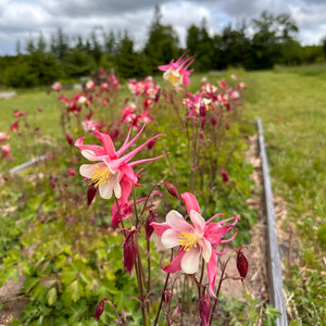 Crimson Star Columbine