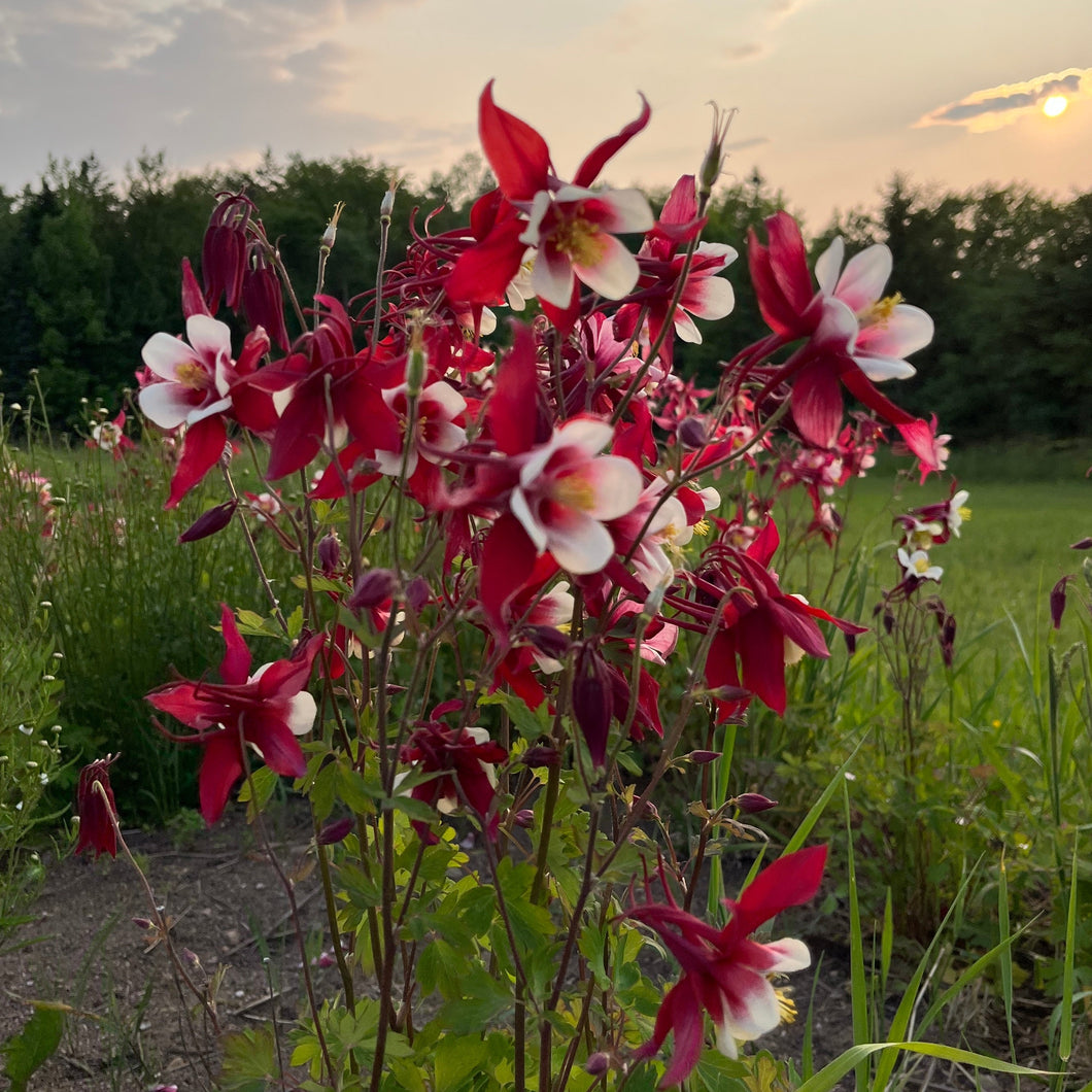 Crimson Star Columbine