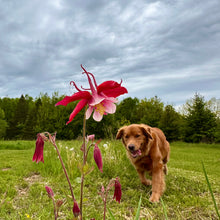 Crimson Star Columbine