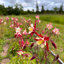 Crimson Star Columbine