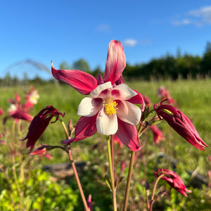 Crimson Star Columbine