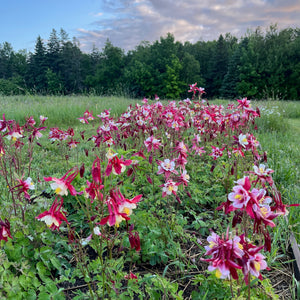 Crimson Star Columbine