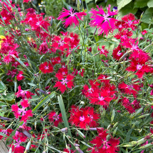 Pink-Fringed Crimsonia